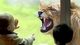 Funny Animals and Kids Videos Zoo Compilation 2017