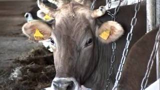 СЕЛЬСКОЕ ХОЗЯЙСТВО ФИЛЬМ 2011 H264