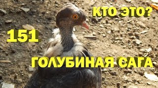 Кто это? и обо всём понемногу - Голубиная сага - Серия 151