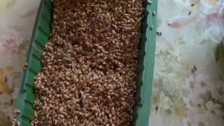 Проращиваем зерно для кур ! Витамины для кур!