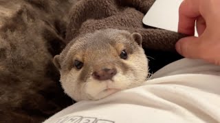 毛布に潜って隠れ、ひょこっと顔を出したりするだけのカワウソ Otter hiding under blankets and poking their heads out