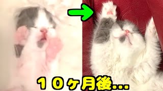 バンザイしながら寝てた子猫の現在の姿がこちらです！