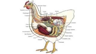 Get Lucky (Get Clucky)