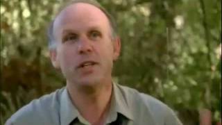 PBS | Evolution: "Why Sex?" [Chimps vs. Bonobos]