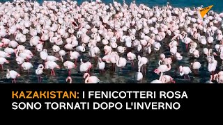 Kazakistan: fenicotteri rosa sono tornati dopo l'inverno
