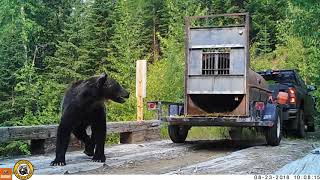 2 grizzly bears captured and then released in NW Montana
