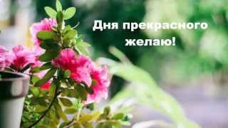Красивое Позитивное видео Пожелание доброго, прекрасного дня Добрый День!