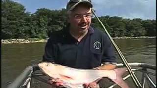 Азиатский карп Asian karp