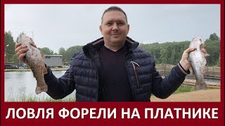ЛОВЛЯ ФОРЕЛИ НА ПЛАТНОМ ВОДОЁМЕ, КАК БИЗНЕС В ДЕРЕВНЕ. ЧАСТЬ 2.