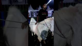 Kontes kambing piala presiden kelas extrim di batu