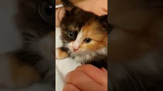 кошка.киска.редкий.зверек.малышка.