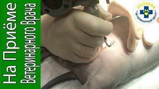 Зачем Собаки Клеймо? Клеймение Щенка в Паху