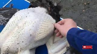 Dispatching and Plucking a Christmas Turkey