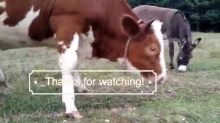 Cow and the donkey in nature  play Green Farm & Hidden Nature in Europe