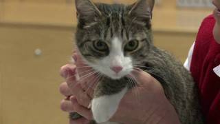Erste Hilfe Katze 2 Normalwerte: Schleimhaut + Haut