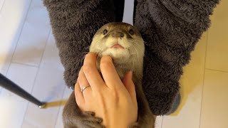 自慢のお腹ペローんと見せつけてくれる触り心地の良いカワウソ touchy-feely otter showing off his proud belly.