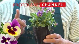 間延びしたビオラを再生させる方法（切り戻しと植え直し）