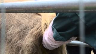 Belle Rectal Exam