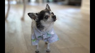 11 Shirts For Marbles' 11th Birthday