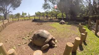 Seven Coloured Earth Video 3 (Giant Tortoise Close Up)