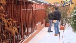 Sangue Magnifica Cane Corso Kennel