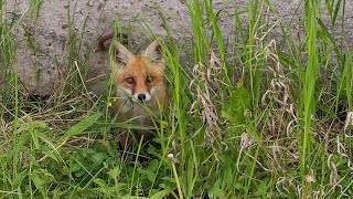 Любопытные лисята задумались о приключениях