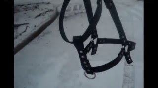 Недоуздок кантарка
