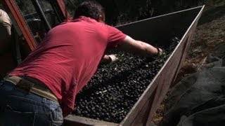 Azeite: o ouro da Andaluzia