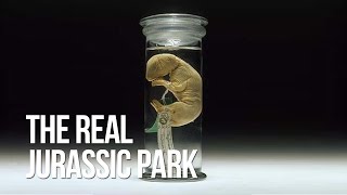 The Real Jurassic Park