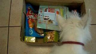 Westie puppy. Посылка от друга MrCooperPuppy.