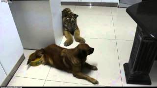 Tiger cub and the greedy dog / Тигрёнок и жадный пёс.