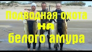 Подводная охота на белого амура. Волгоград 2016.