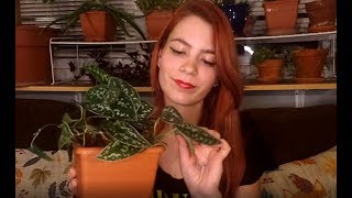 ASMR Plant Collection Show & Tell | Soft Spoken