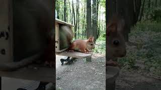 Очень страшный бельчонок / A very scary squirrel