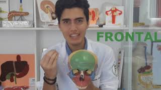 SUPER REVISÃO DOS OSSOS DO CRÂNIO