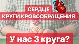 СЕРДЦЕ.КРУГИ КРОВООБРАЩЕНИЯ.ЕГЭ БИОЛОГИЯ 2019