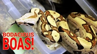 BODACIOUS BOAS! - HerpersTV S3:Ep31