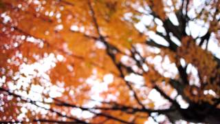 Life in Perspective: Autumn