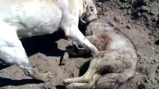 Kurt Boğan Kangal Köpeği