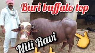 #Sade#area#ki#hai#Buri#buffalo#Ph 87270-26740? date 17-8-2019 three animal sale Top ki breed
