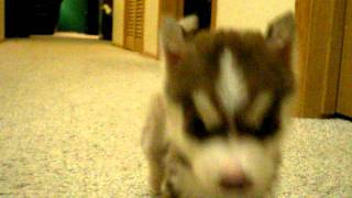 Remmy Runs in to the camera.