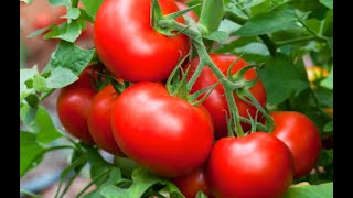 Tomaten auf dem Balkon anbauen - Anleitung und Tipps 25 April