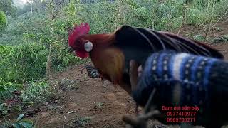 Bẫy gà rừng 10/1/2020 quá đẹp