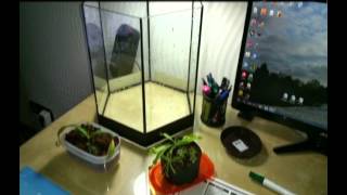Karnivoren-Aquarium-Projekt