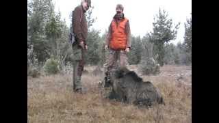 На лов за дива свиня с "VIP HUNTING" в ДЛС "Искър" 2010 г.