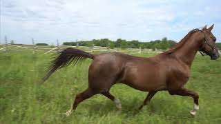 Продажа ахалтекинских лошадей.Sales of Akhal-Teke horses http://akhaltekellc.com