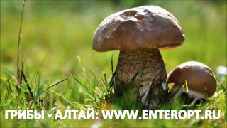 ᐉ 100% КУПИТЬ БЕЛЫЕ ГРИБЫ СУШЁНЫЕ ОПТОМ? Продажа Белых Грибов на Экспорт | ЗВОНИ ☎ +79235387770