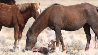 Wild horse filly just born in the Pine Nut Mountains of Northern Nevada