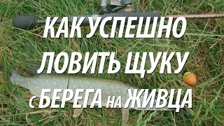 ЛОВЛЯ ЩУКИ НА ЖИВЦА С БЕРЕГА