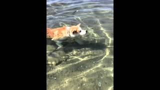My Akita inu dog Kia in her first swimming lesson !!! watch how cute she is!